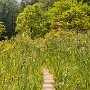 鏡池を過ぎたあたり。一応湿原なのだが、特に目立つ植物はなし。